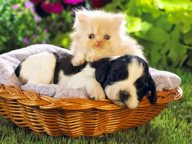 Kitten en Puppy Schilderen op Nummers