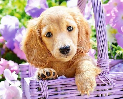 Kleine Golden Retriever en Hortensia Schilderen op Nummers