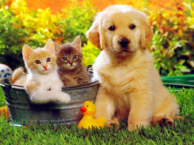 Kleine Golden Retriever en Twee Katten Schilderen op Nummers