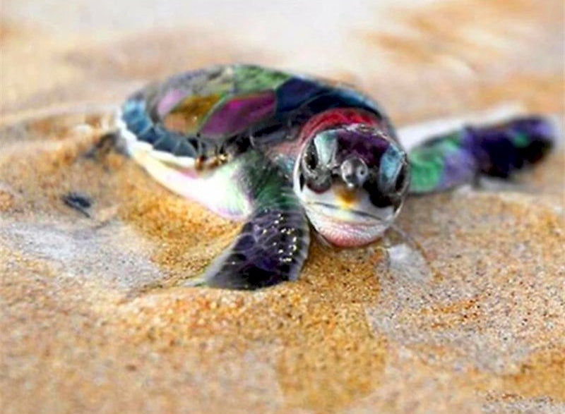 Kleine Schildpad op het Strand Schilderen op Nummers