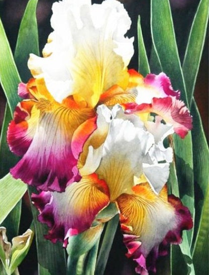 Kleurrijke Iris Schilderen op Nummers