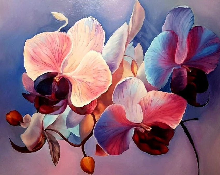 Kleurrijke Phalaenopsis Schilderen op Nummers