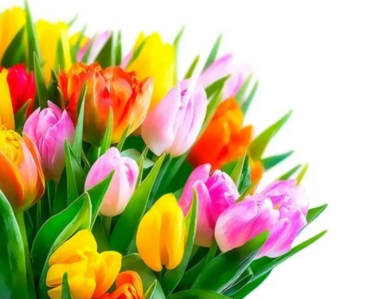 Kleurrijke tulpen Schilderen op Nummers