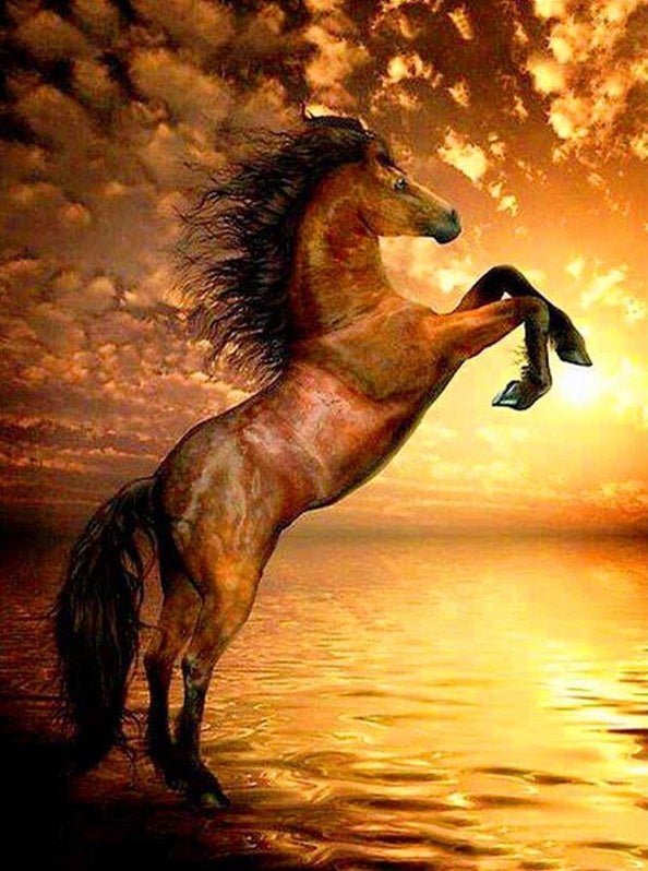 Knap Paard bij Zonsondergang Schilderen op Nummers