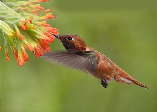 Kolibrie Verzamelt Nectar Schilderen op Nummers