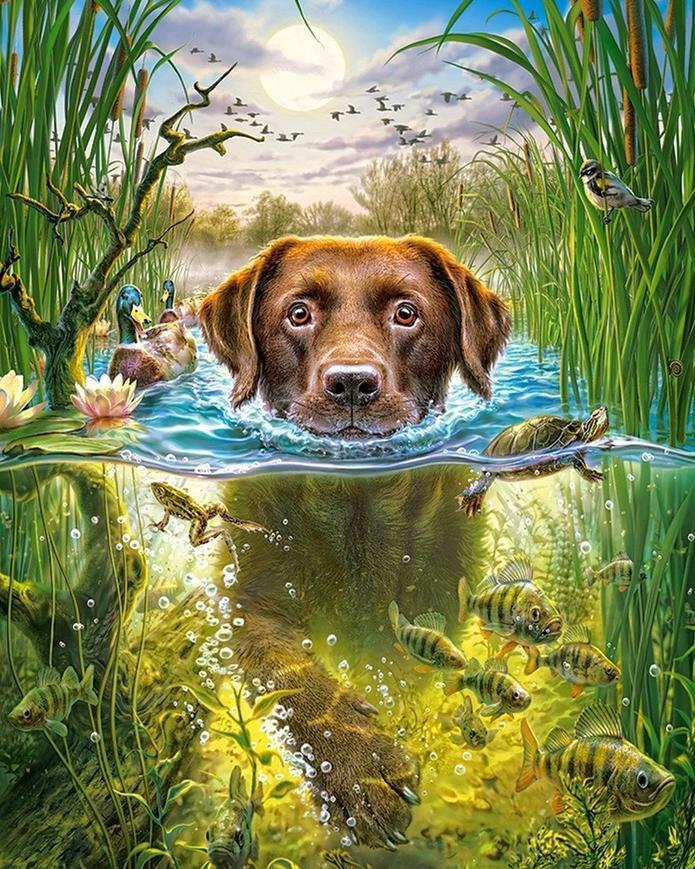 Labrador in het Water Schilderen op Nummers