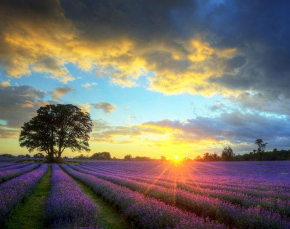 Lavendelvelden bij Zonsondergang Schilderen op Nummers