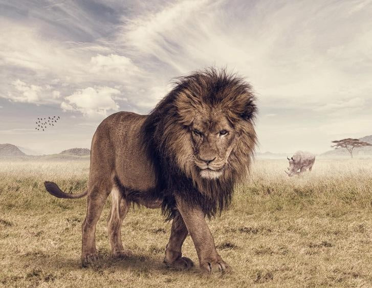 Leeuw in de Steppe Schilderen op Nummers