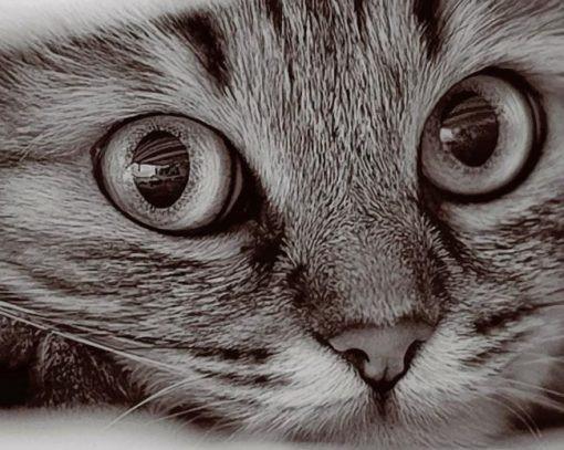 Leuke Grijze Kat Schilderen op Nummers