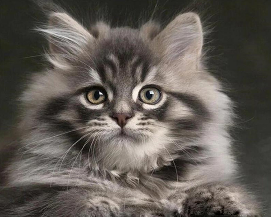 Leuke Kat Schilderen op Nummers