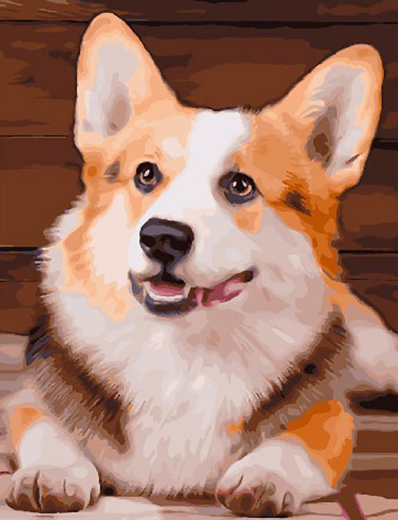 Leuke Langharige Corgi Schilderen op Nummers