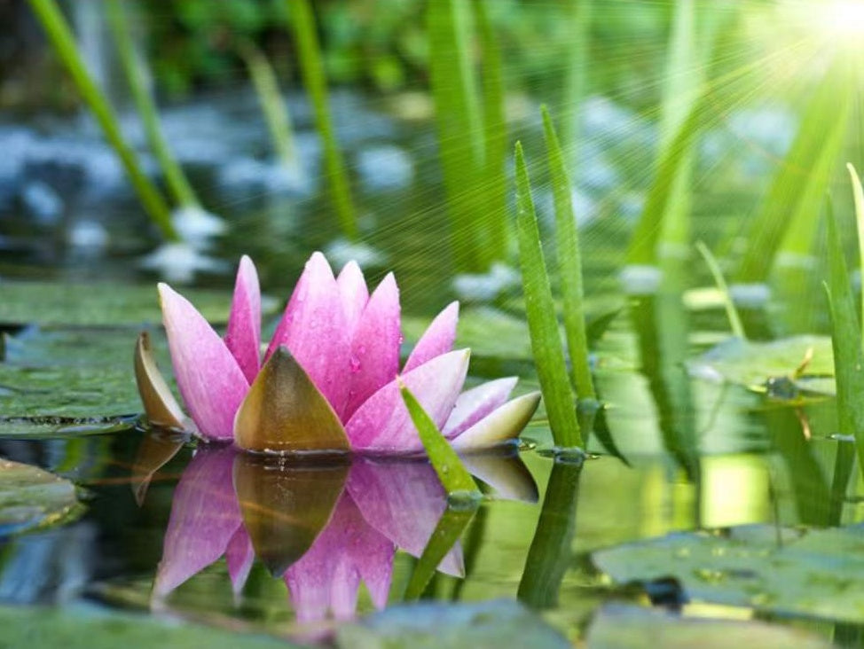 Lotus in de zon Schilderen op Nummers