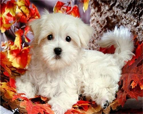 Maltezer en Maple Leaf Schilderen op Nummers