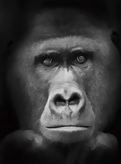 Melancholische Gorilla Schilderen op Nummers