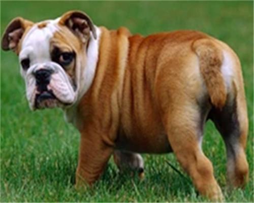 Mollige Bulldog in de Wei Schilderen op Nummers