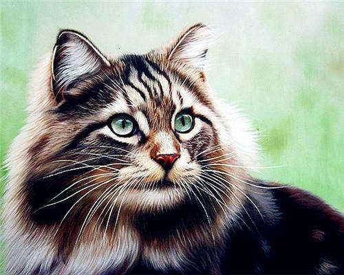 Mooie Kat met Groene Ogen Schilderen op Nummers
