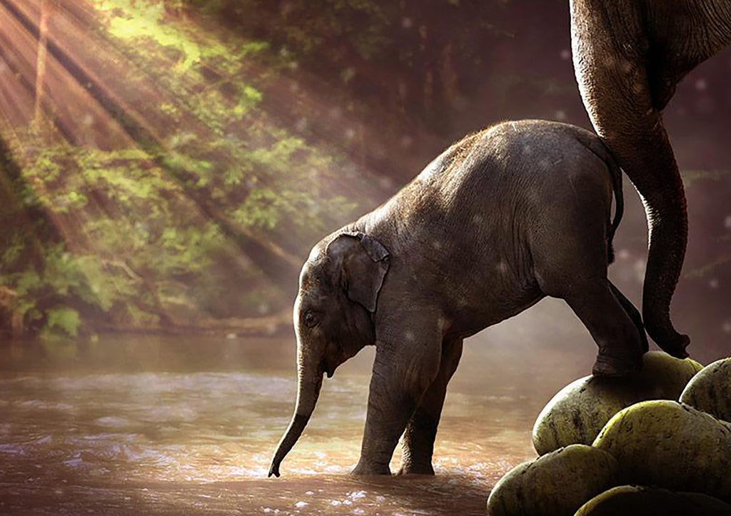 Olifant die Water Drinkt in de Zon Schilderen op Nummers