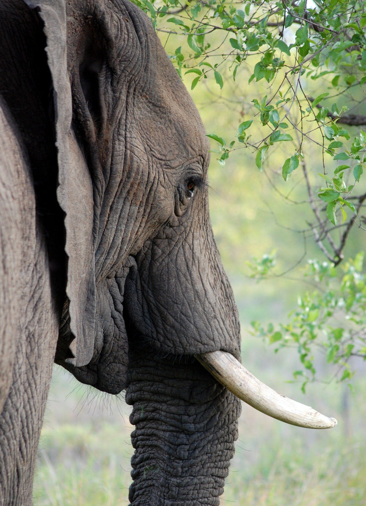 Olifant en Bladeren Schilderen op Nummers