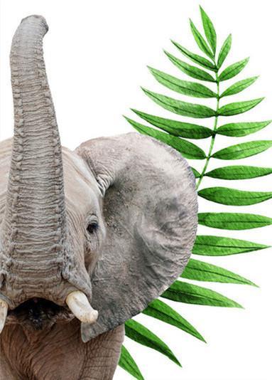 Olifant en Bladeren Schilderen op Nummers