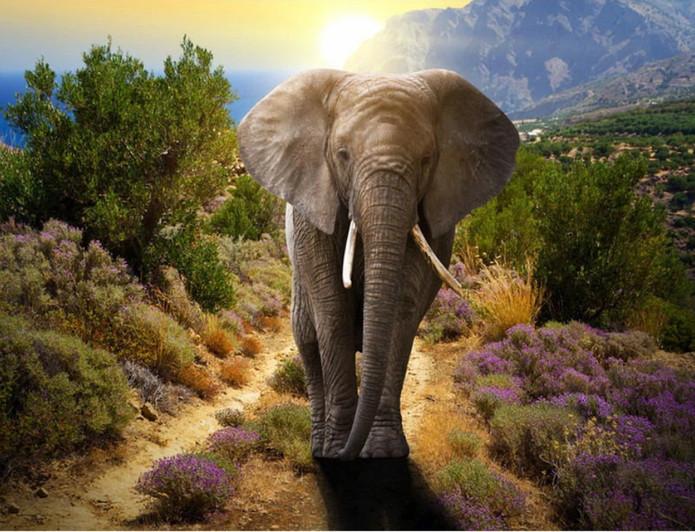 Olifant in een Veld bij Zonsondergang Schilderen op Nummers