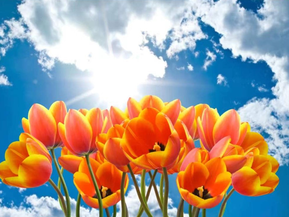 Oranje tulpen onder een blauwe hemel Schilderen op Nummers
