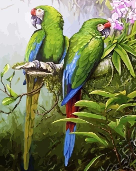 Paar Groene Papegaaien Schilderen op Nummers