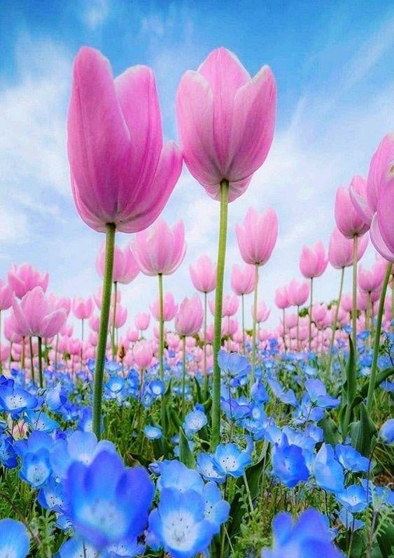 Paar Tulpen en Blauwe Bloemen Schilderen op Nummers