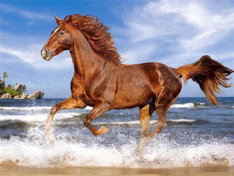 Paard in Galop aan Zee Schilderen op Nummers