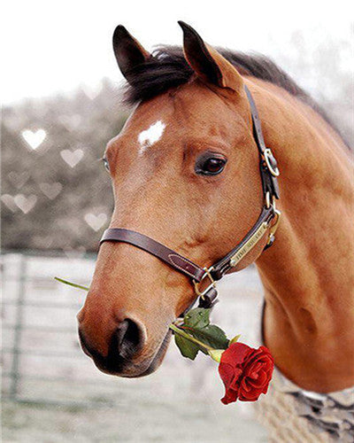 Paard met Rode Roos Schilderen op Nummers