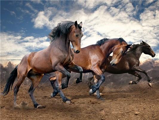 Paarden Galopperen onder de Blauwe Hemel Schilderen op Nummers