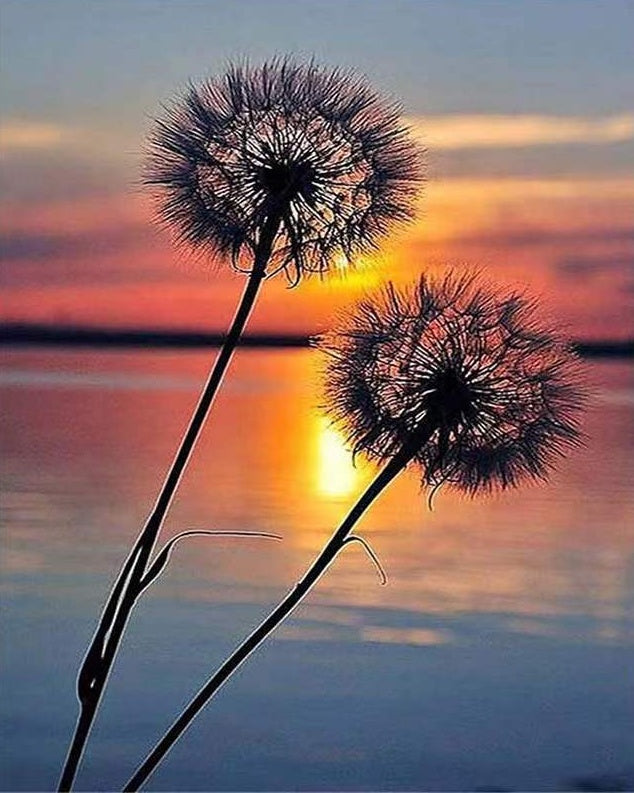 Paardenbloemen bij het Meer bij Zonsondergang Schilderen op Nummers