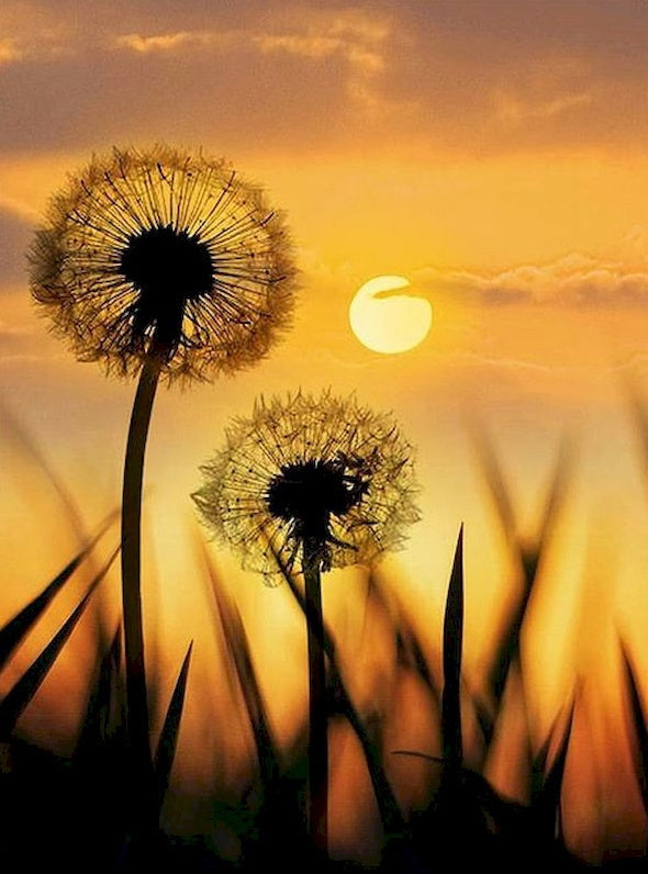 Paardenbloemen in de Schemering Schilderen op Nummers