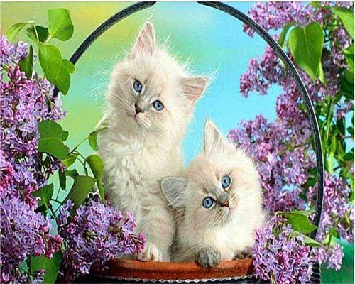 Paarse Bloemen en Witte Katten Schilderen op Nummers