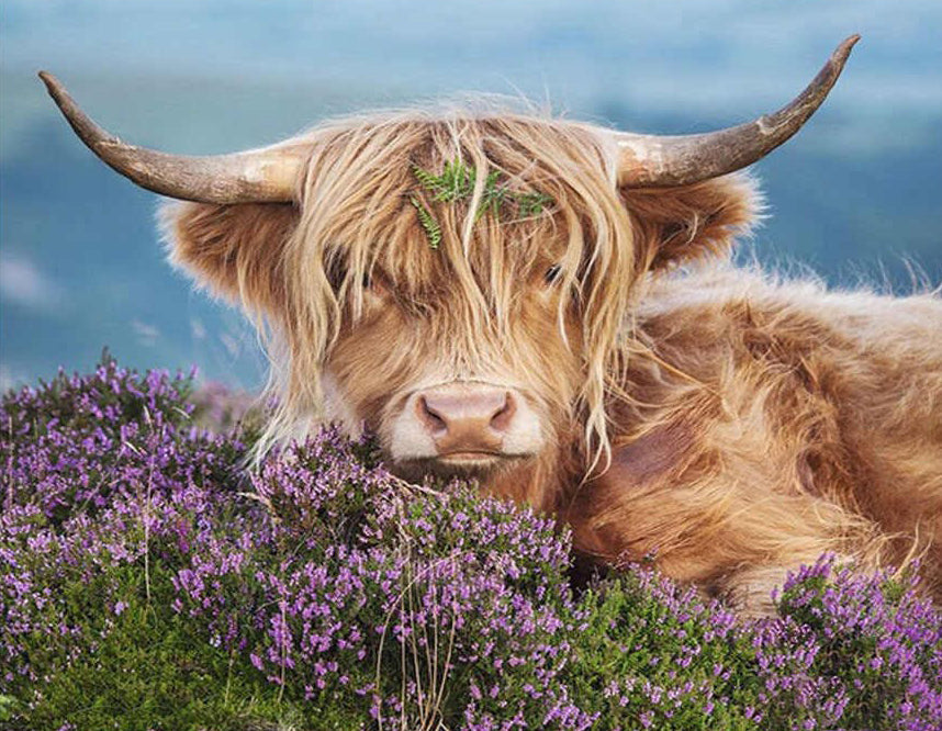 Paarse Bloemen en Yak Schilderen op Nummers