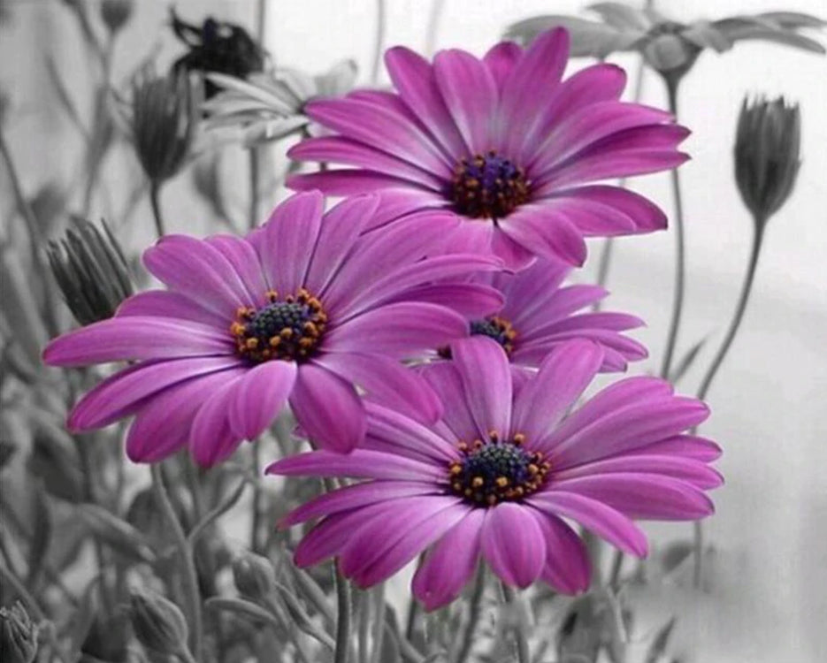 Paarse chrysant Schilderen op Nummers