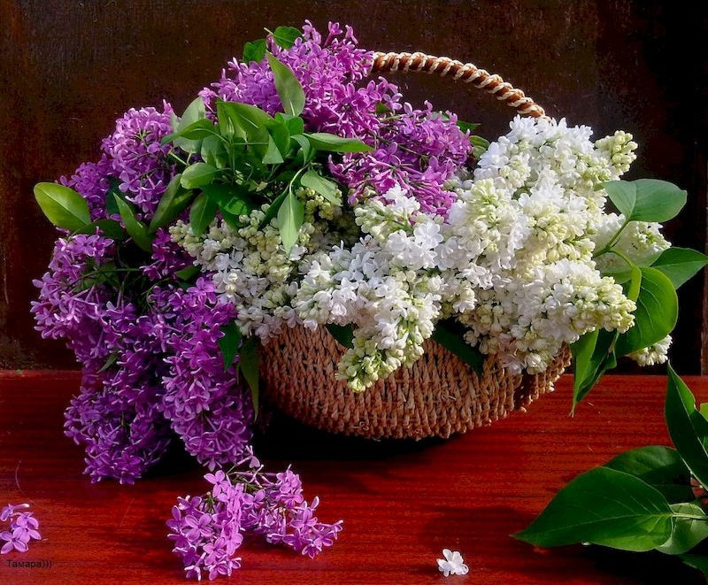 Paarse en Witte Bloemen in een Mand Schilderen op Nummers