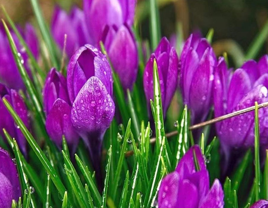 Paarse tulpen Schilderen op Nummers