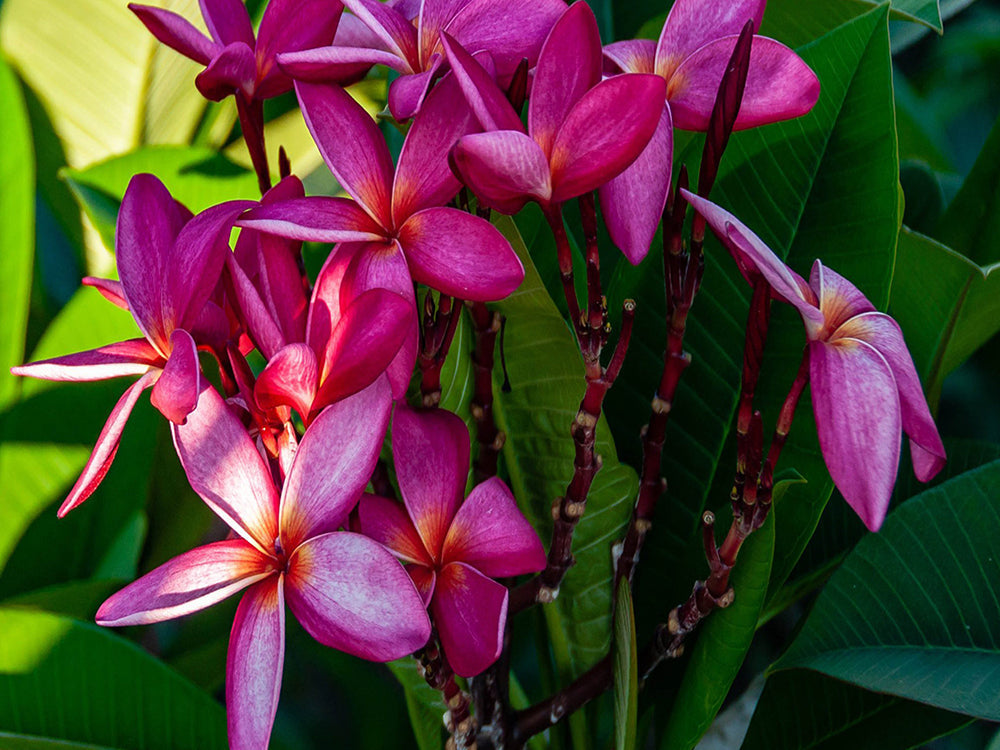 Paarse Vierbloemige Bloemen Schilderen op Nummers