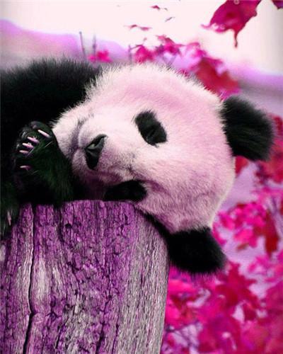 Panda op Inzet Schilderen op Nummers