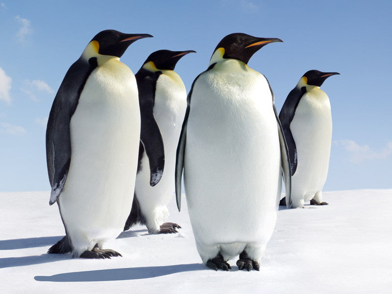 Pinguïns kijken in de verte Schilderen op Nummers