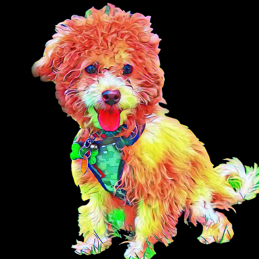 Pluizige Hond Schilderen op Nummers