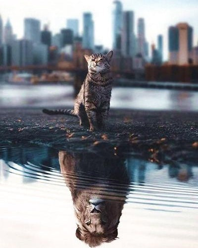 Poes en Leeuw Schilderen op Nummers