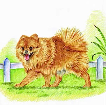Pomeriaan op Gras Schilderen op Nummers
