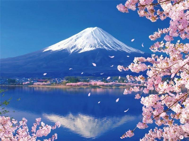 Prachtige Kersenbloesems en de Berg Fuji Schilderen op Nummers