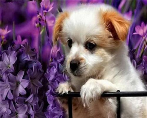 Puppy en Paarse Bloemen Schilderen op Nummers
