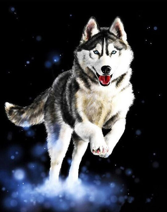 Rennende Husky Schilderen op Nummers