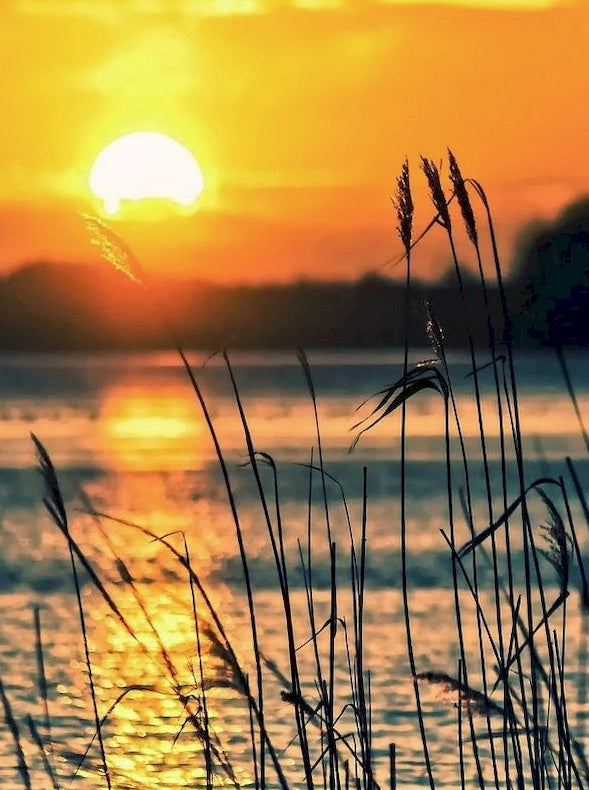 Riet aan Meer bij Zonsondergang Schilderen op Nummers