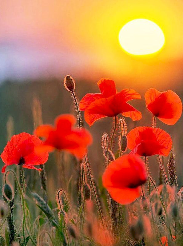 Rode Bloemen bij Zonsondergang Schilderen op Nummers