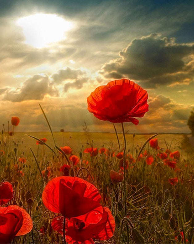Rode Bloemen bij Zonsondergang Schilderen op Nummers