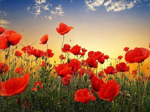 Rode bloemen bij zonsondergang Schilderen op Nummers